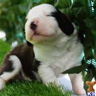 saint bernard puppy posted by Florida Saint Bernards